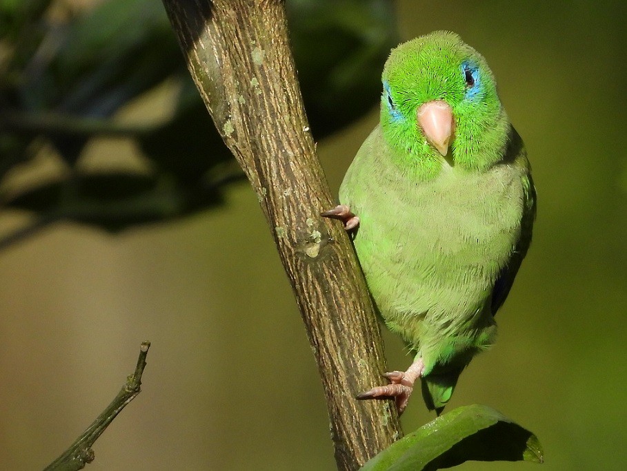 Spectacled Parrotlet - ML620047592