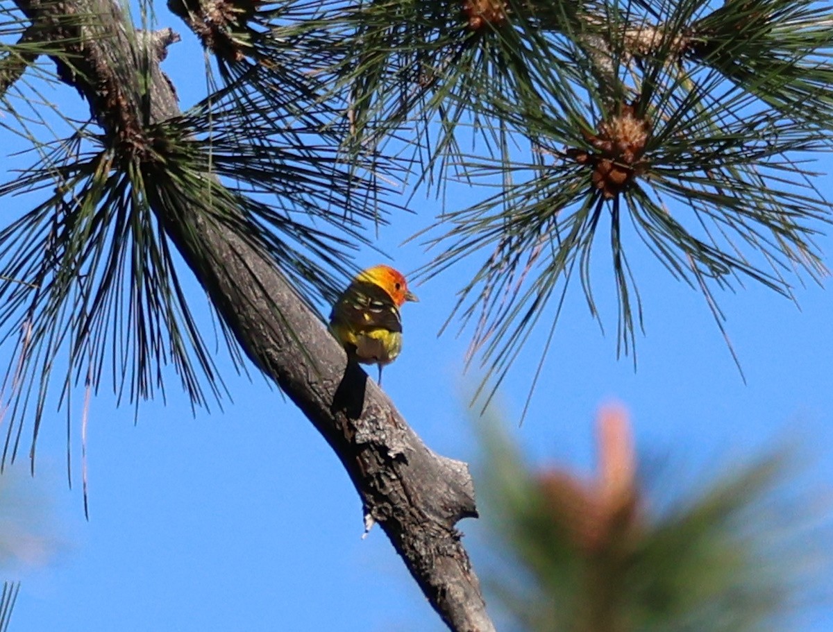 Western Tanager - ML620047600