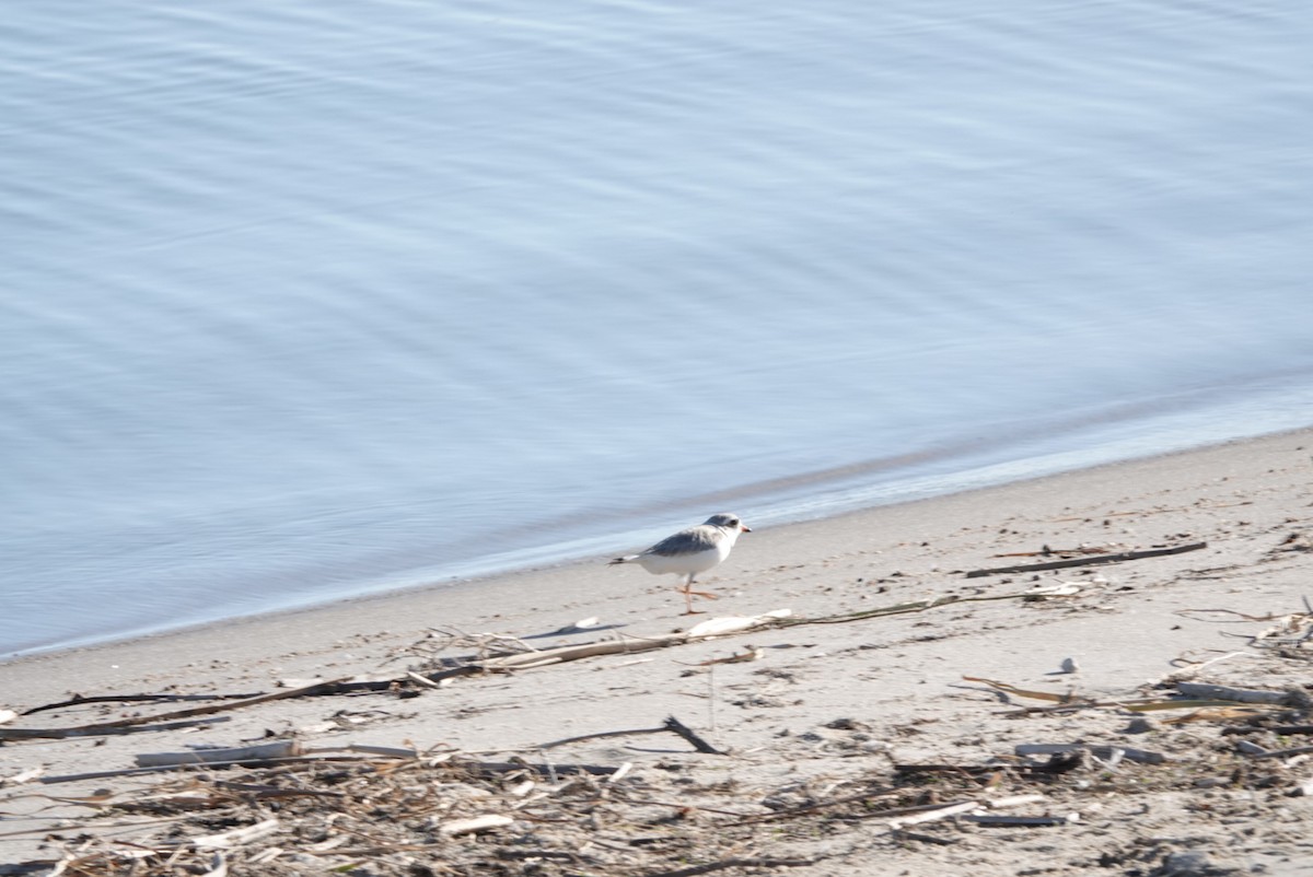 Piping Plover - ML620047608