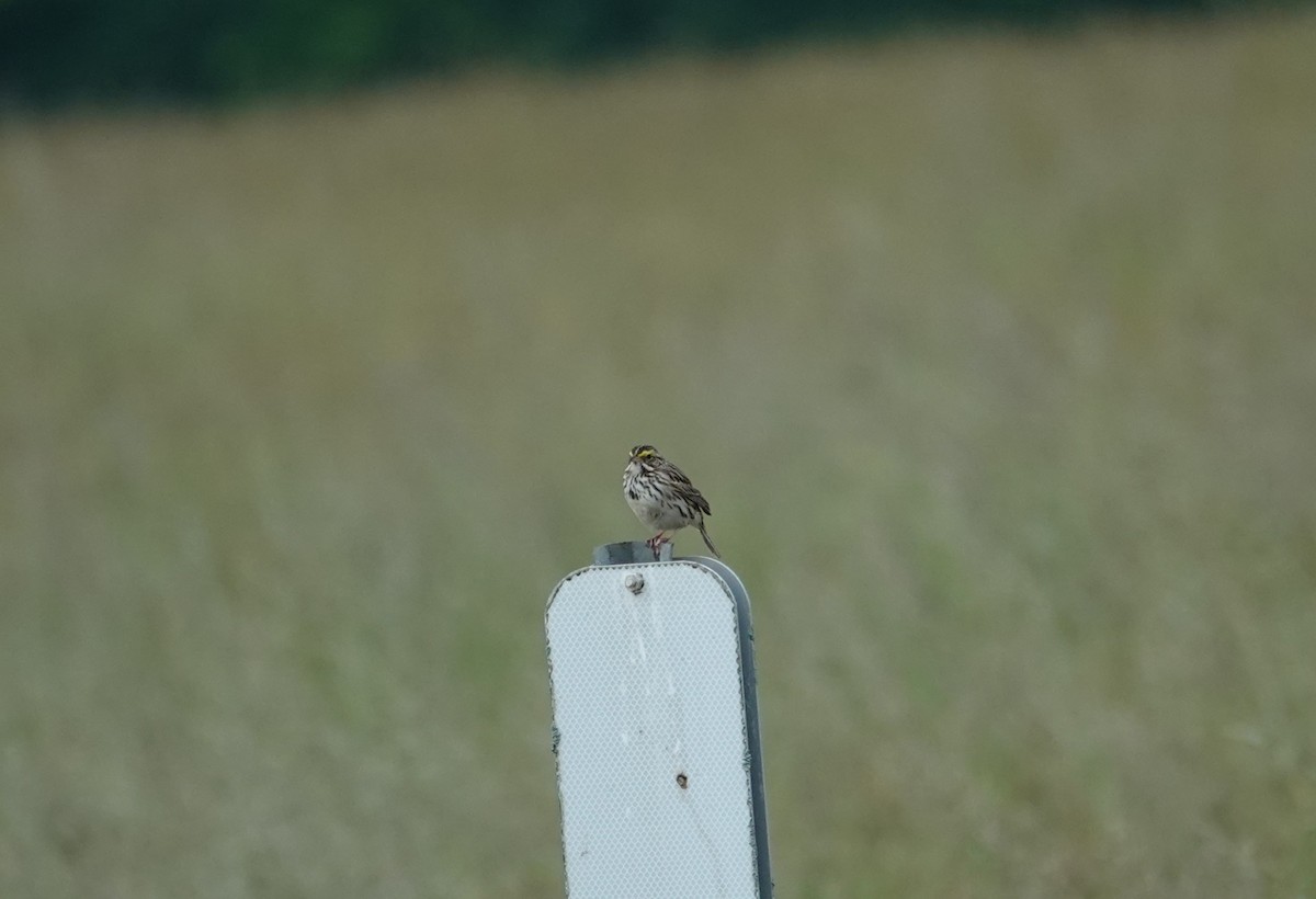 Savannah Sparrow - ML620047613