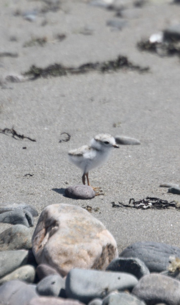 Piping Plover - ML620047637