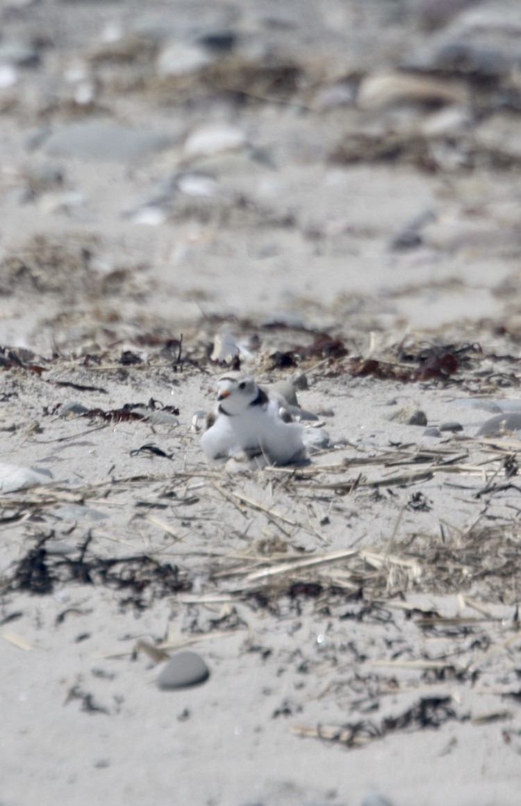 Piping Plover - ML620047638