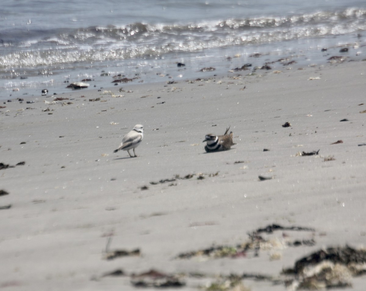 Piping Plover - ML620047639