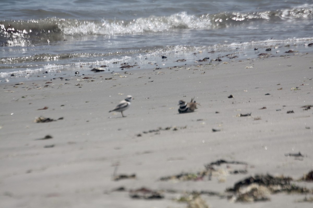 Piping Plover - ML620047640