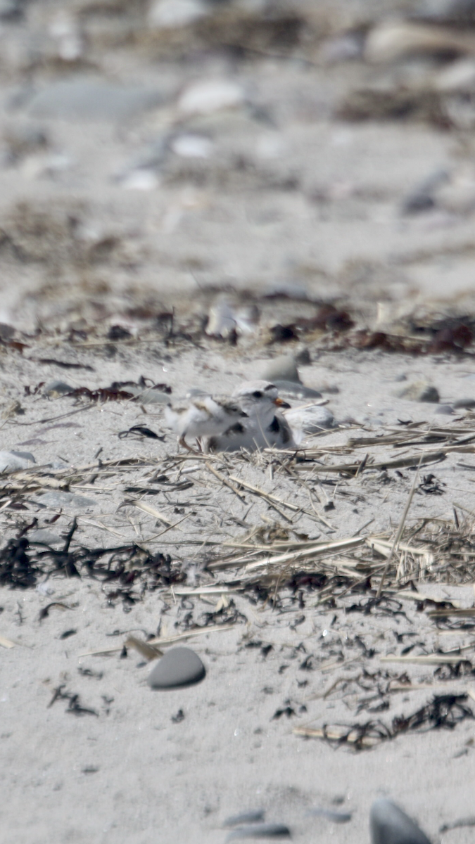 Piping Plover - ML620047641