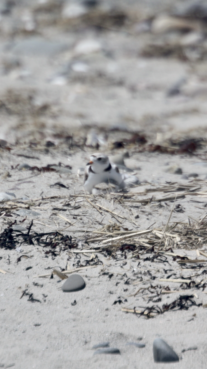 Piping Plover - ML620047642