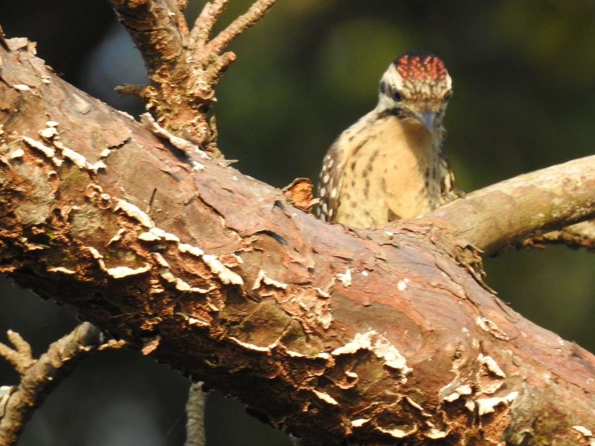 Ladder-backed Woodpecker - ML620047668