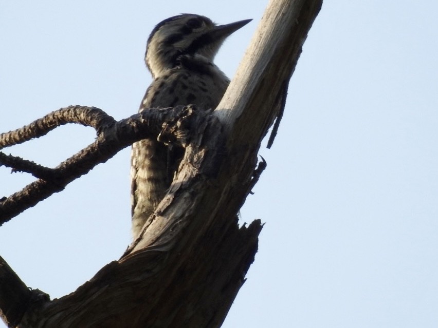 Ladder-backed Woodpecker - ML620047669