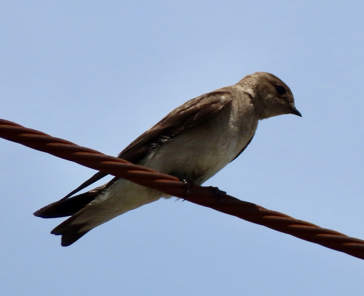 Northern Rough-winged Swallow - ML620047702