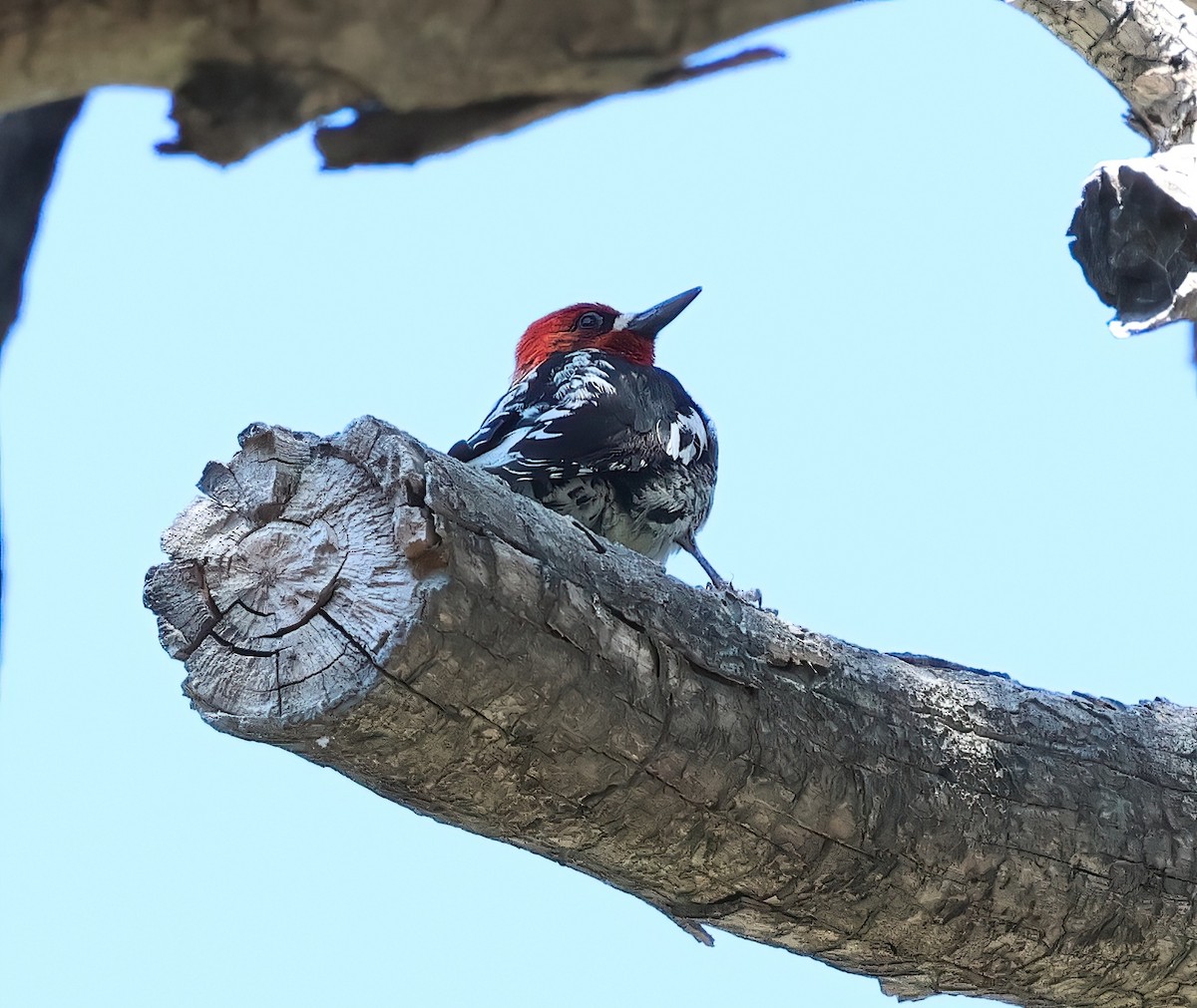 Red-breasted Sapsucker - ML620047721