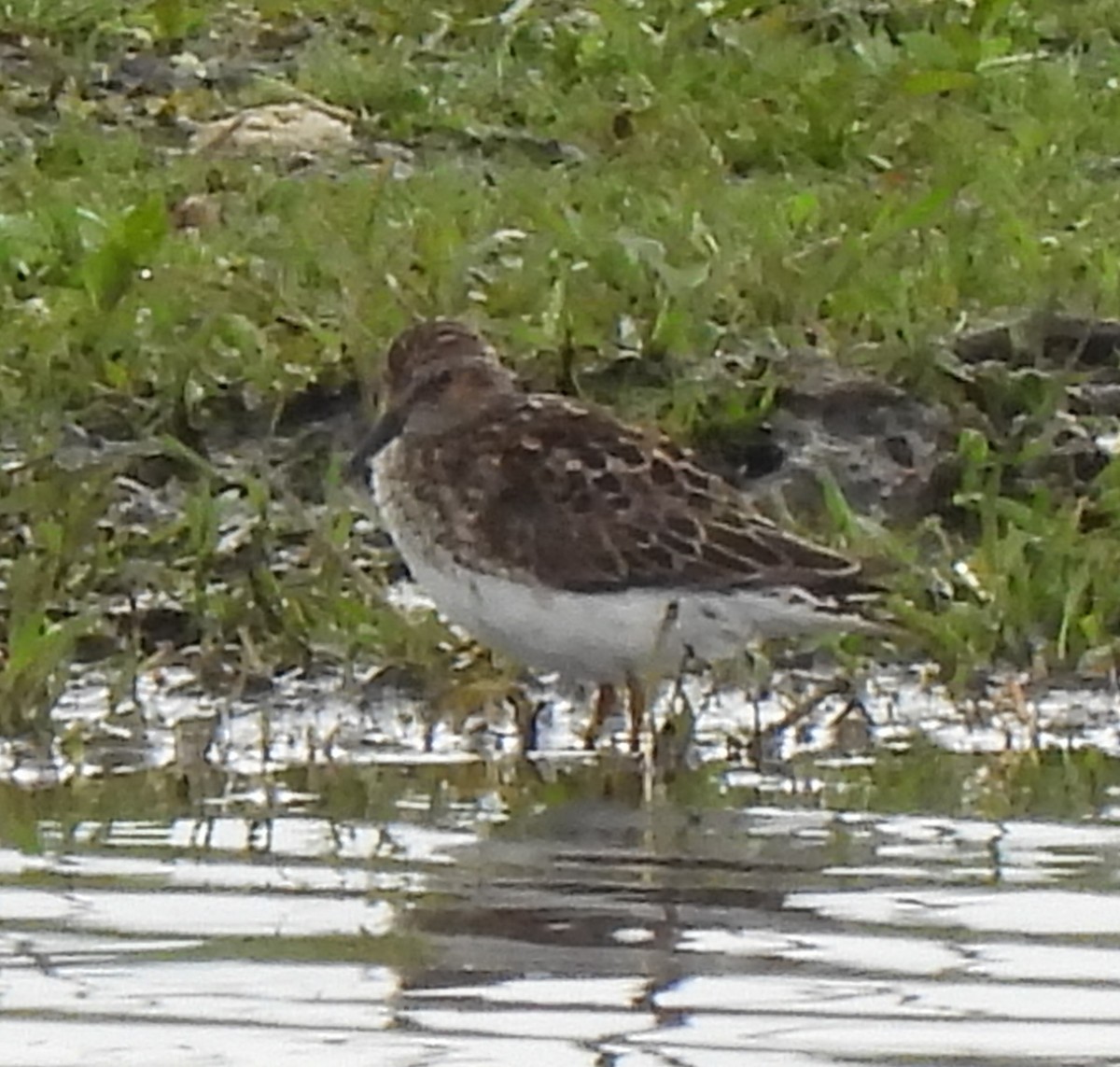 Least Sandpiper - ML620047730