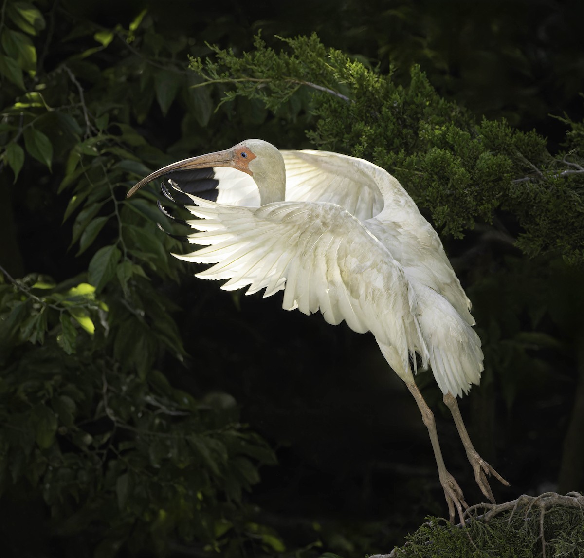 White Ibis - ML620047735