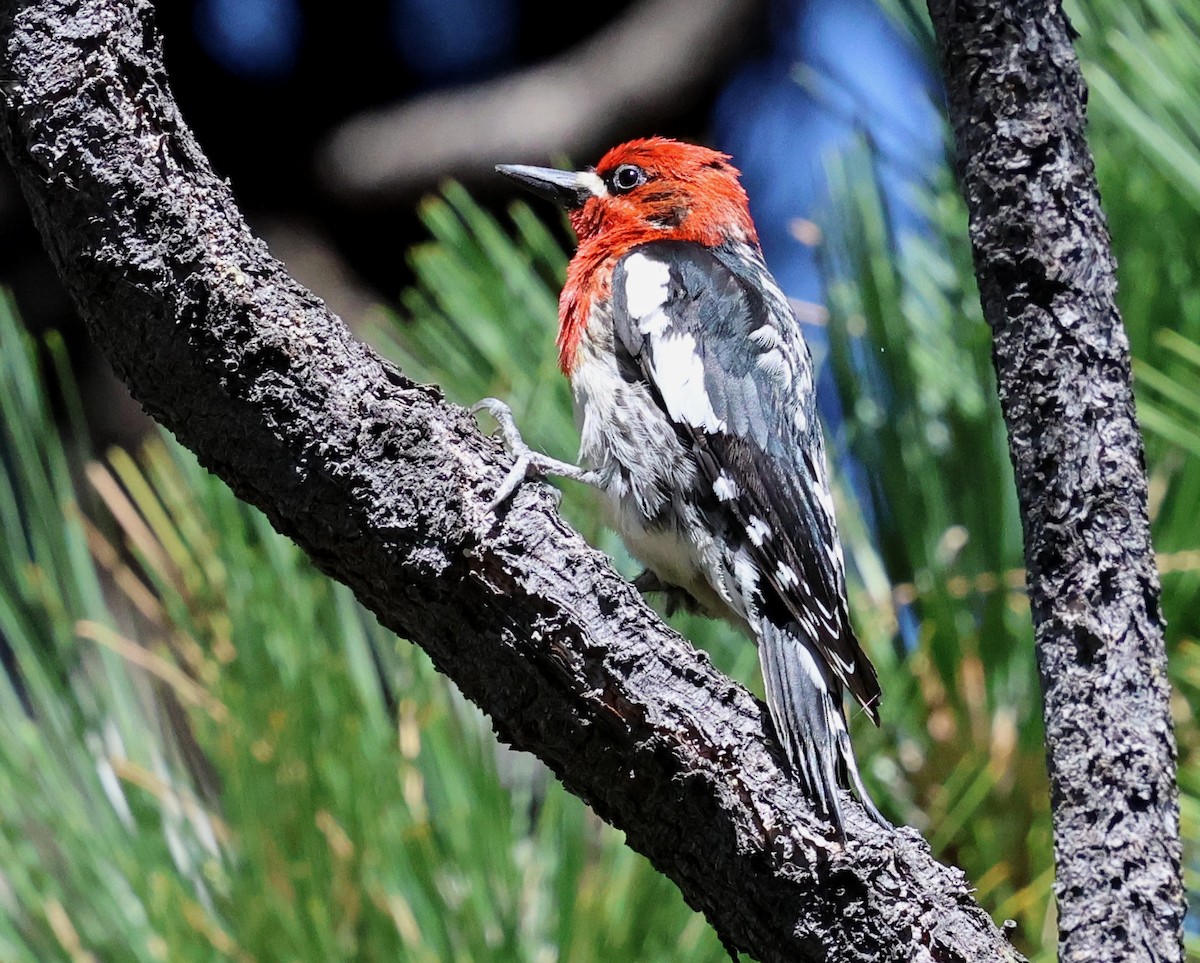Red-breasted Sapsucker - ML620047748