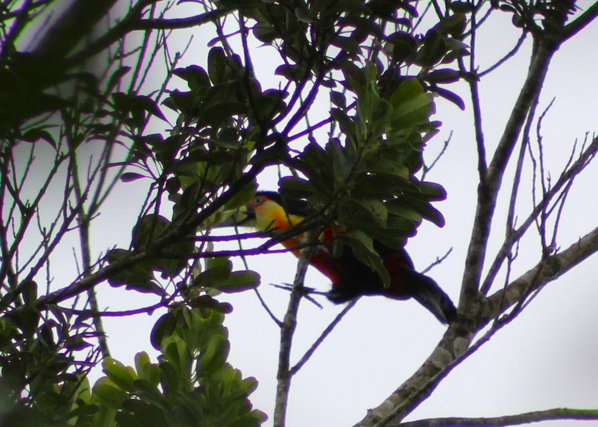 Red-breasted Toucan - ML620047749