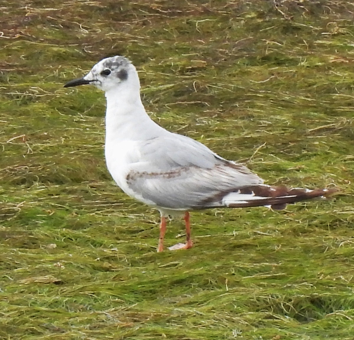 Mouette de Bonaparte - ML620047754