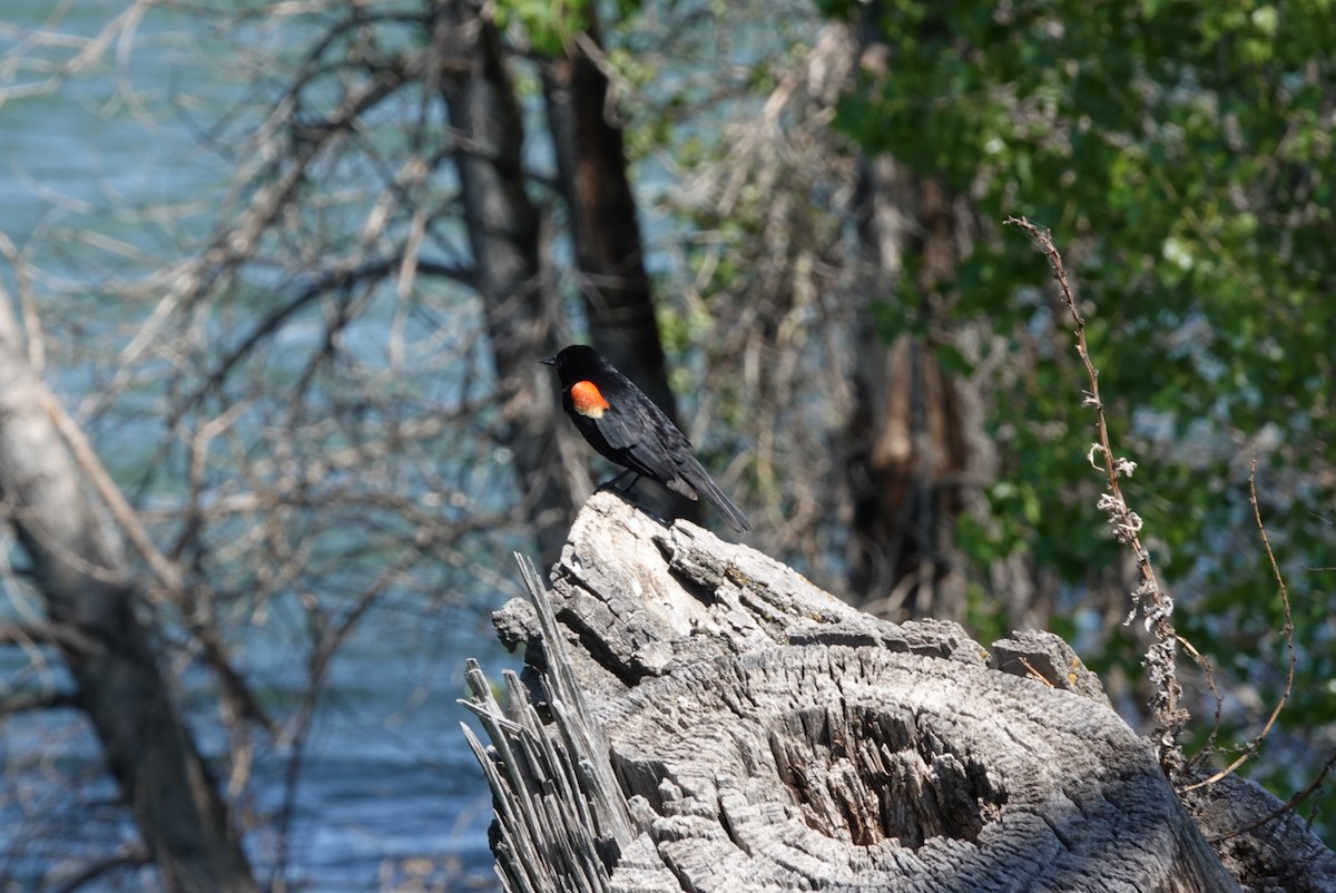 Red-winged Blackbird - ML620047756