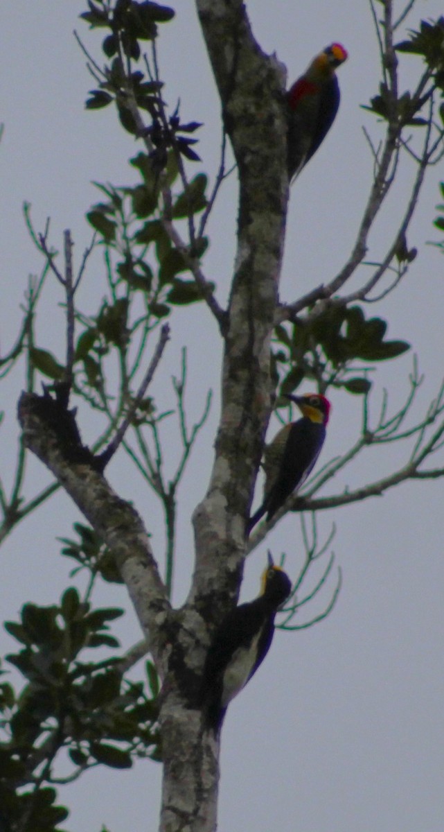 Yellow-fronted Woodpecker - ML620047767
