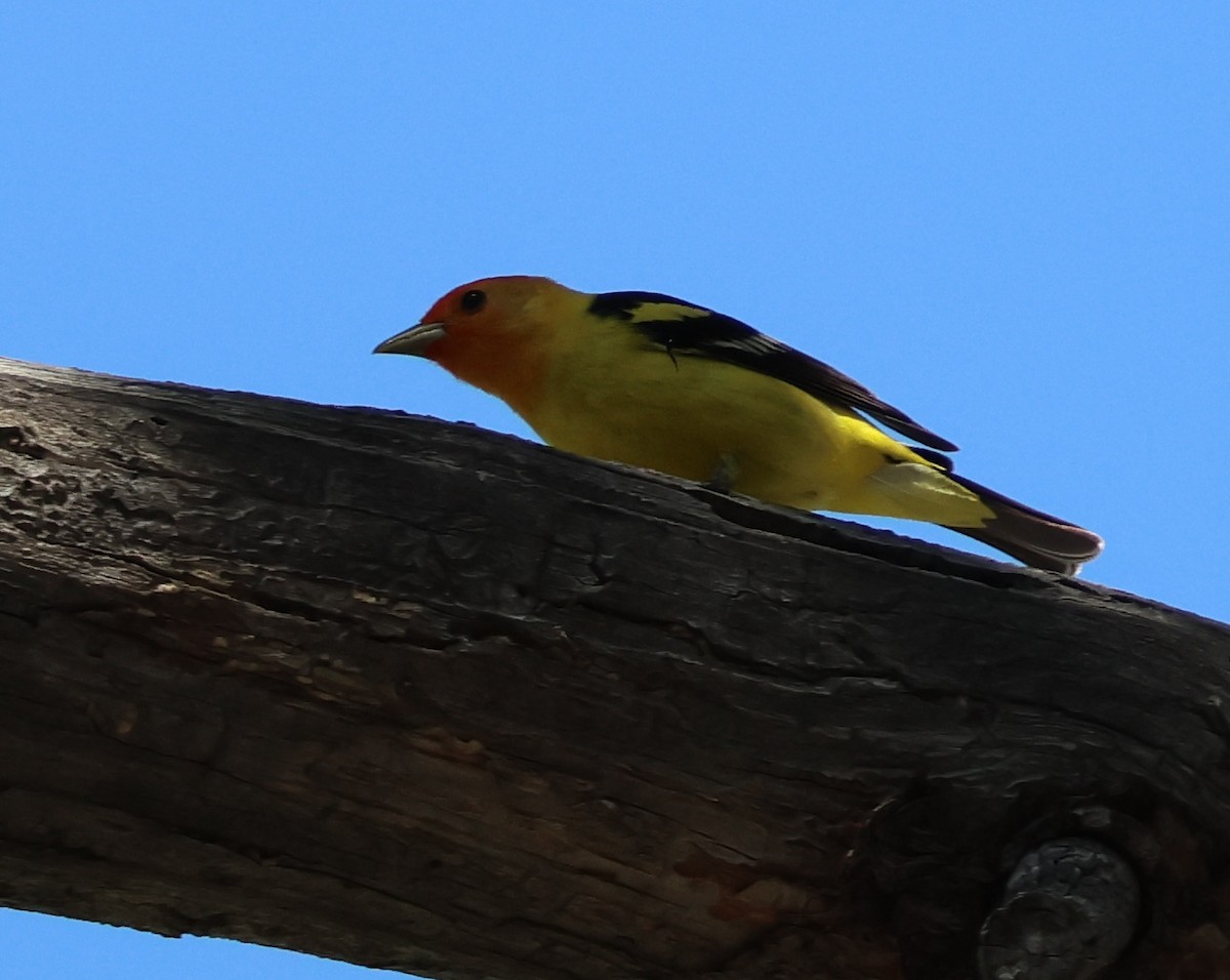 Western Tanager - ML620047769