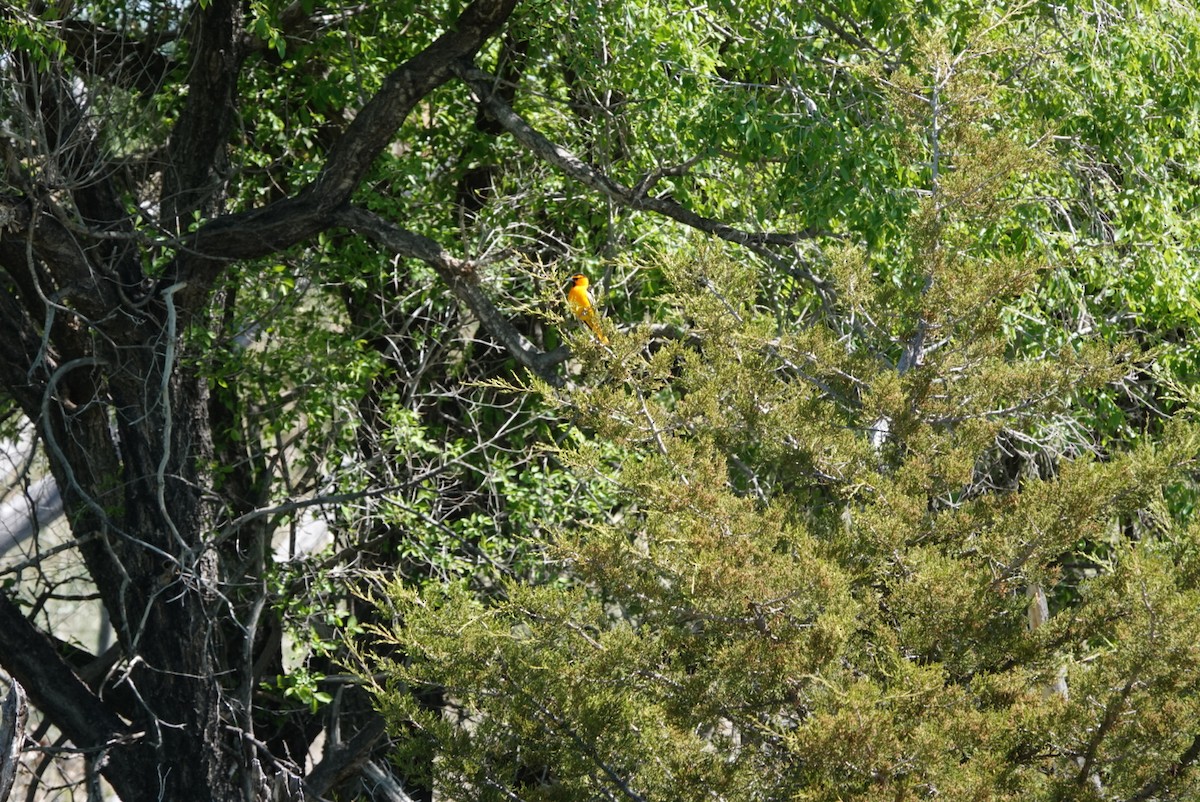 Bullock's Oriole - ML620047771