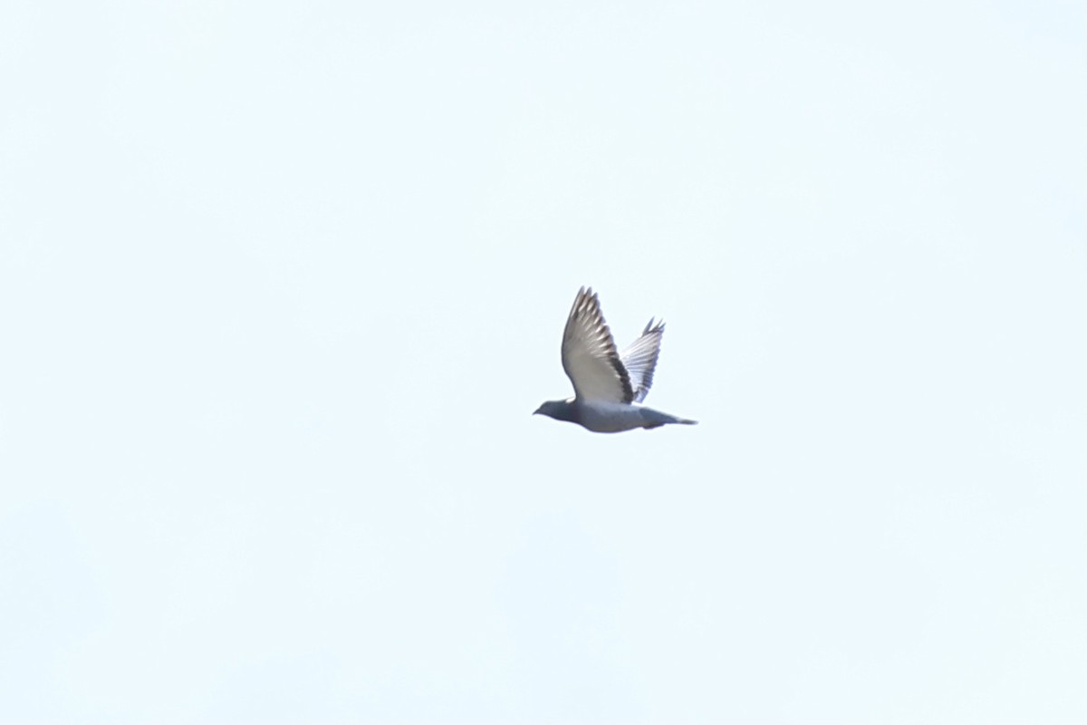 Rock Pigeon (Feral Pigeon) - ML620047792