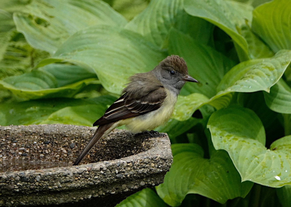 Great Crested Flycatcher - ML620047796
