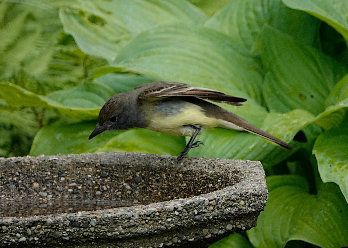 Great Crested Flycatcher - ML620047797