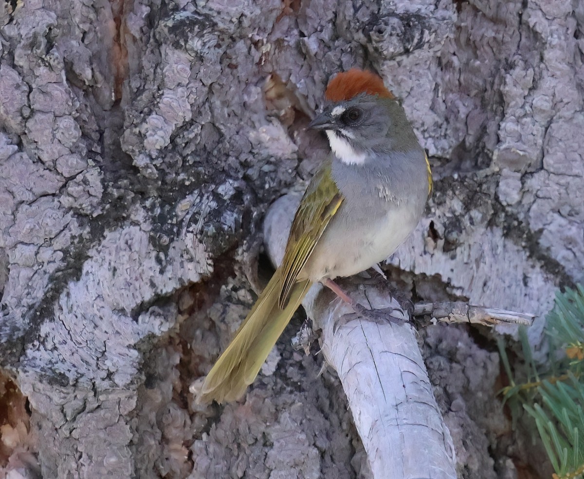 Green-tailed Towhee - ML620047808