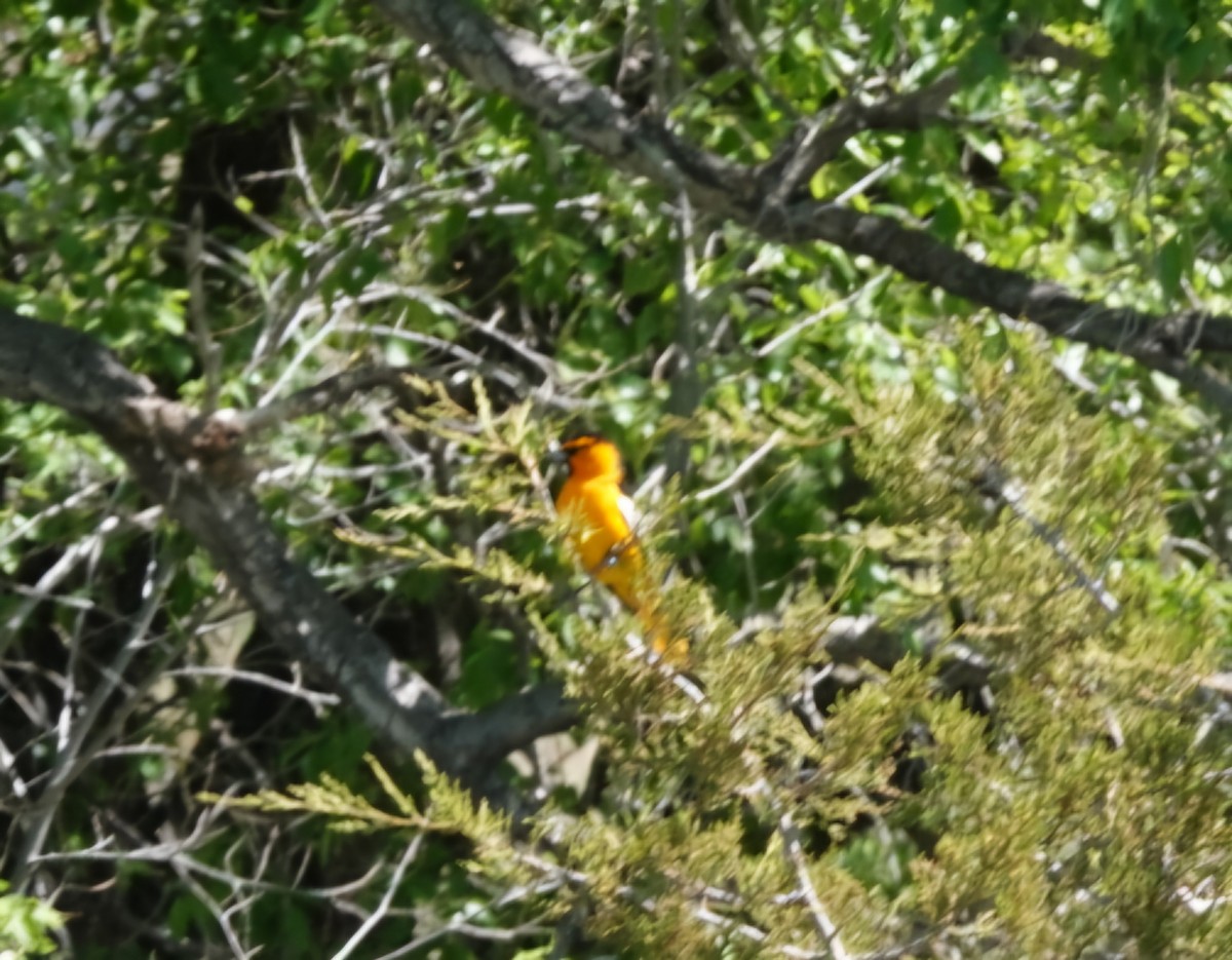 Bullock's Oriole - ML620047811