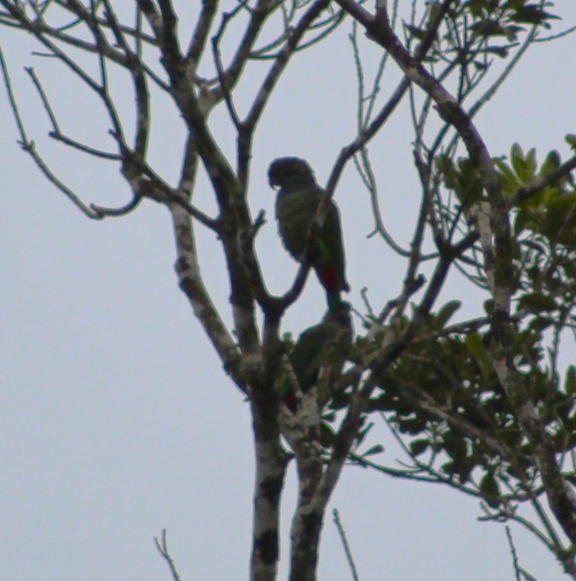 Scaly-headed Parrot - ML620047812