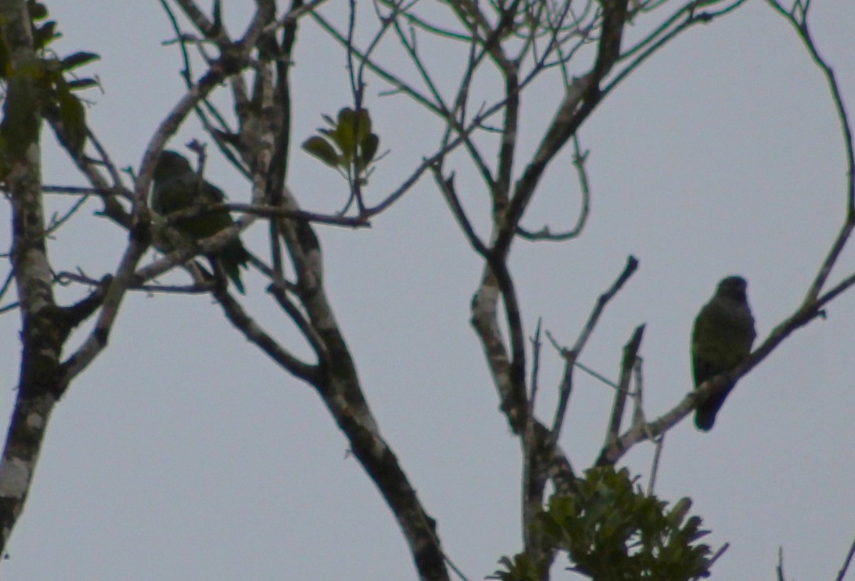 Scaly-headed Parrot - ML620047815