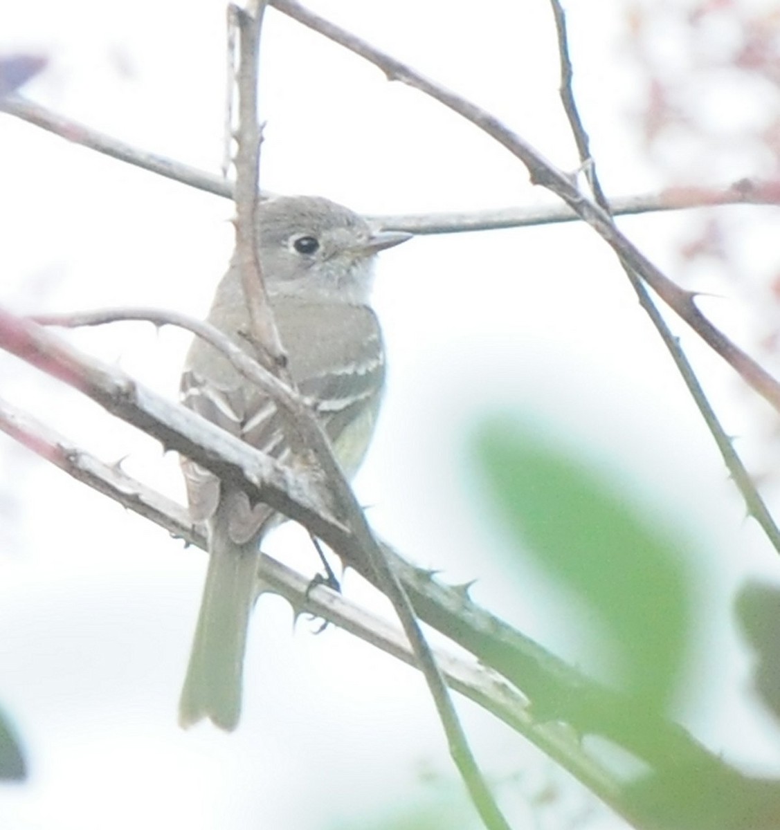 Dusky Flycatcher - ML620047822