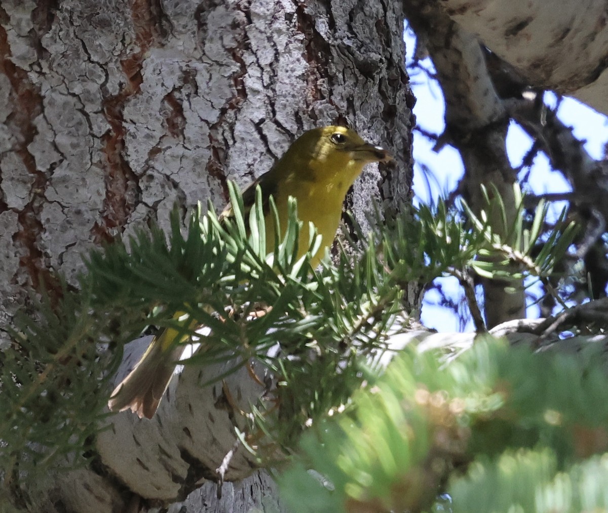 Western Tanager - ML620047828