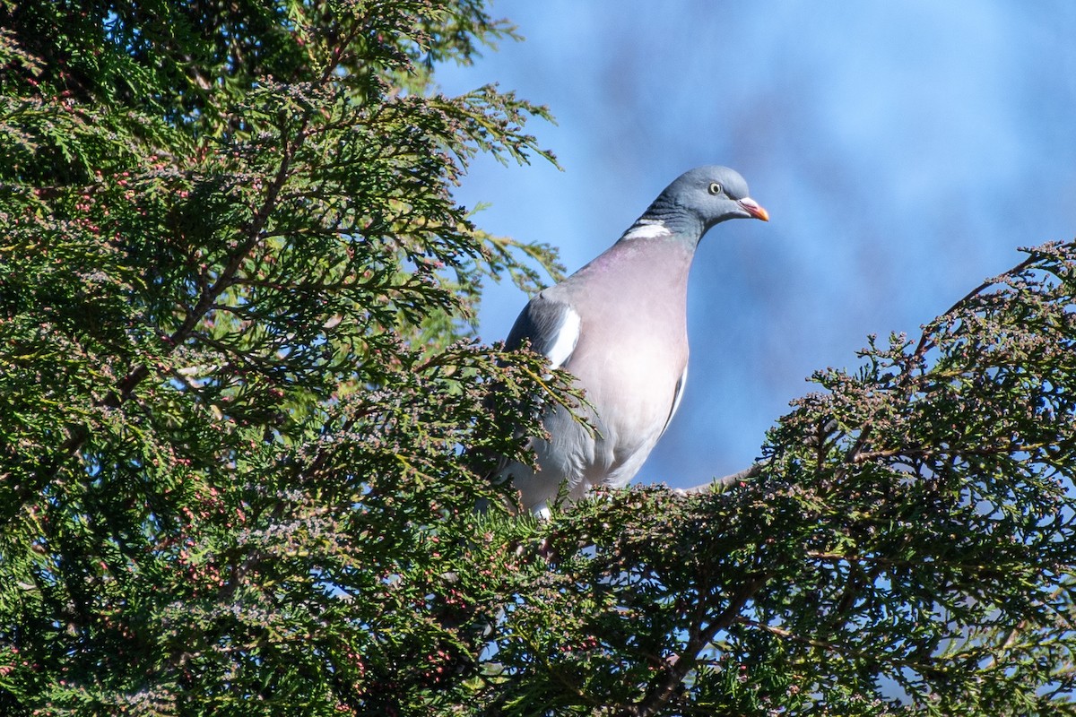Common Wood-Pigeon - ML620047854