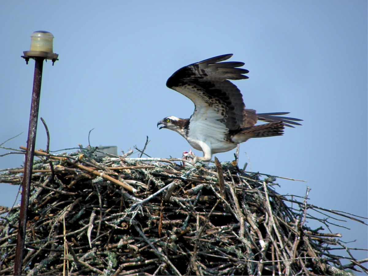 Osprey - ML620047862