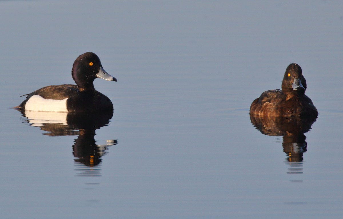 Tufted Duck - ML620047874