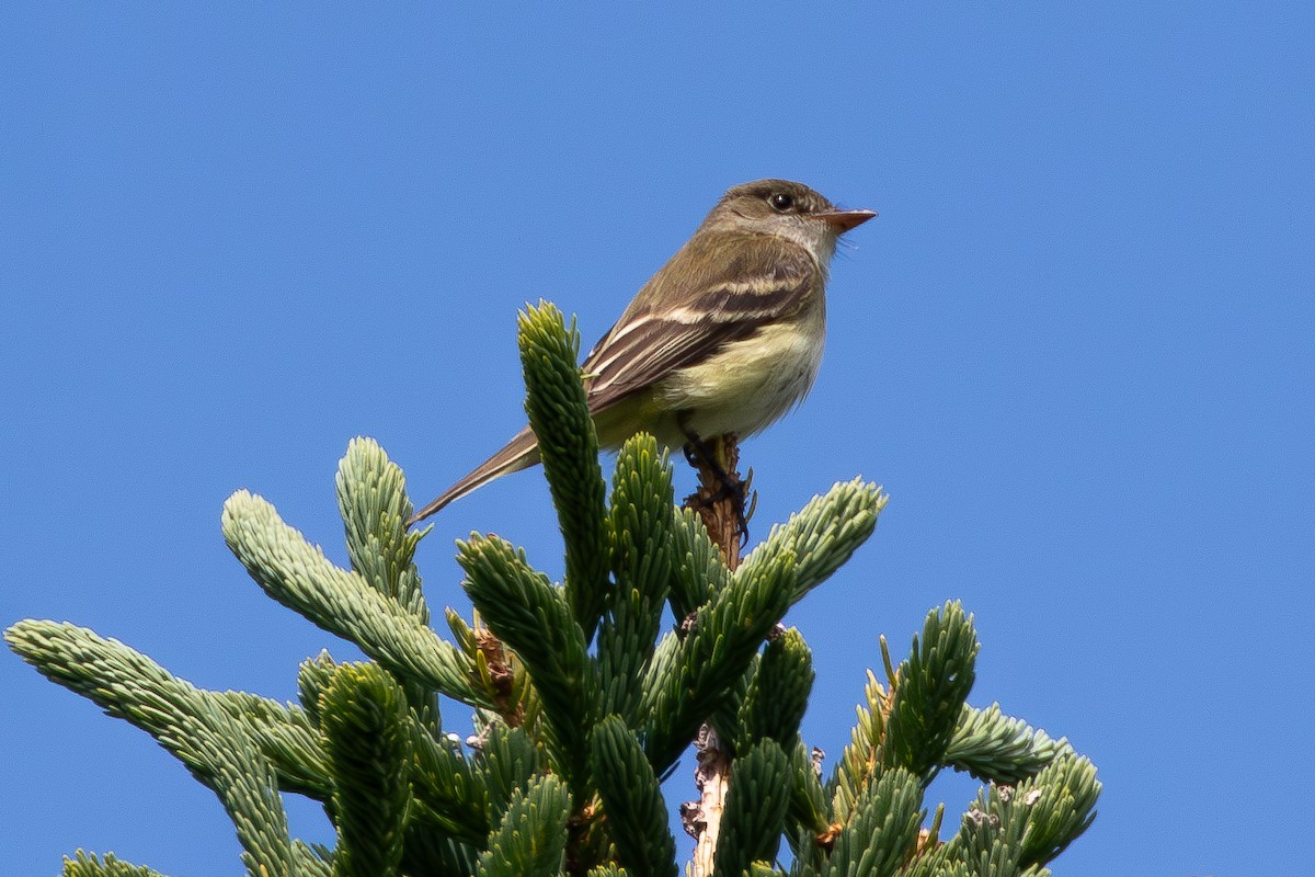 Alder Flycatcher - ML620047906