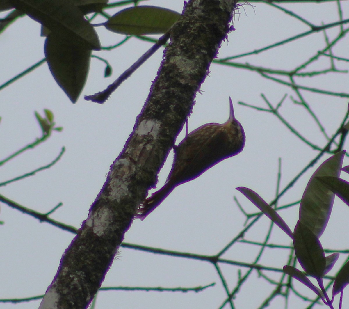 Lesser Woodcreeper - ML620047916