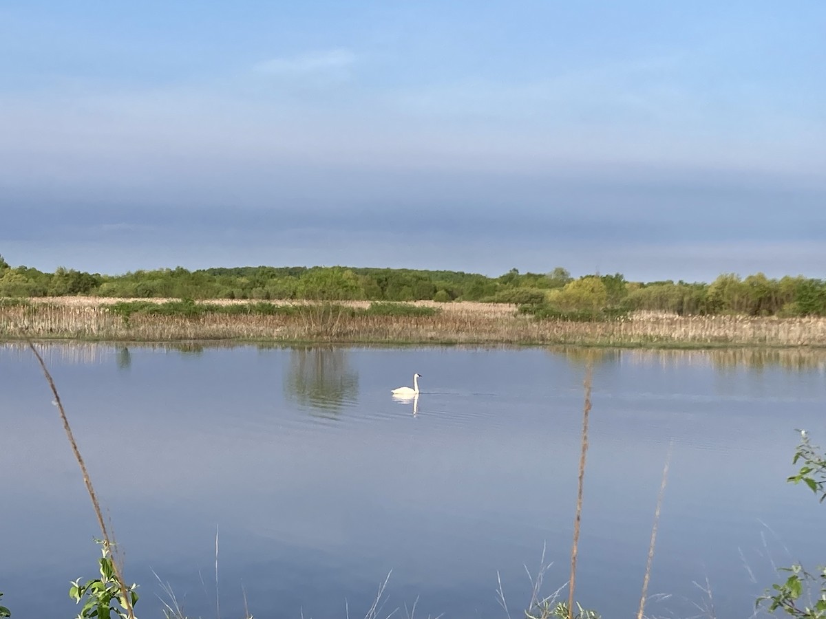 Trumpeter Swan - ML620047922