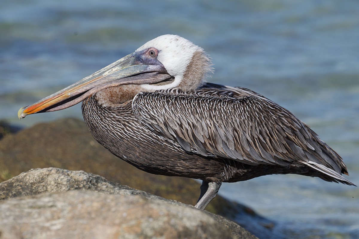 pelikán hnědý - ML620047926