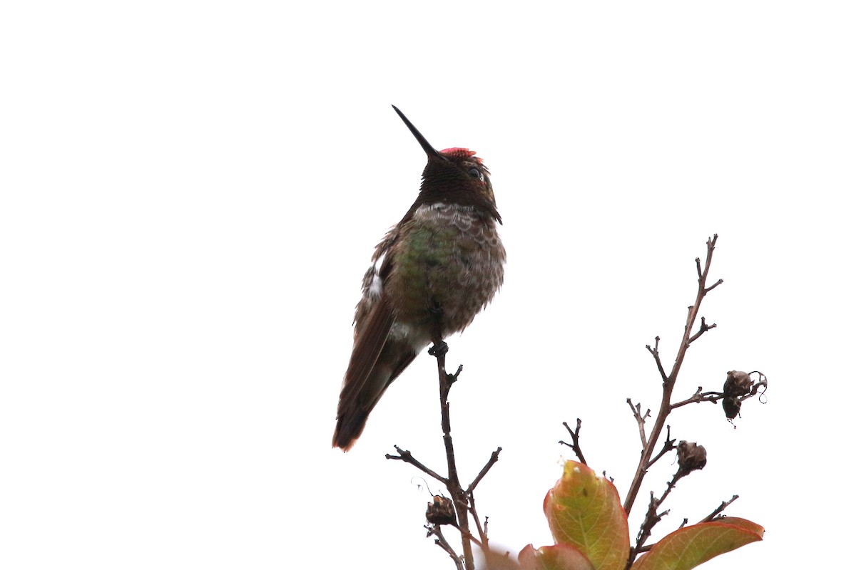 Anna's Hummingbird - ML620047949