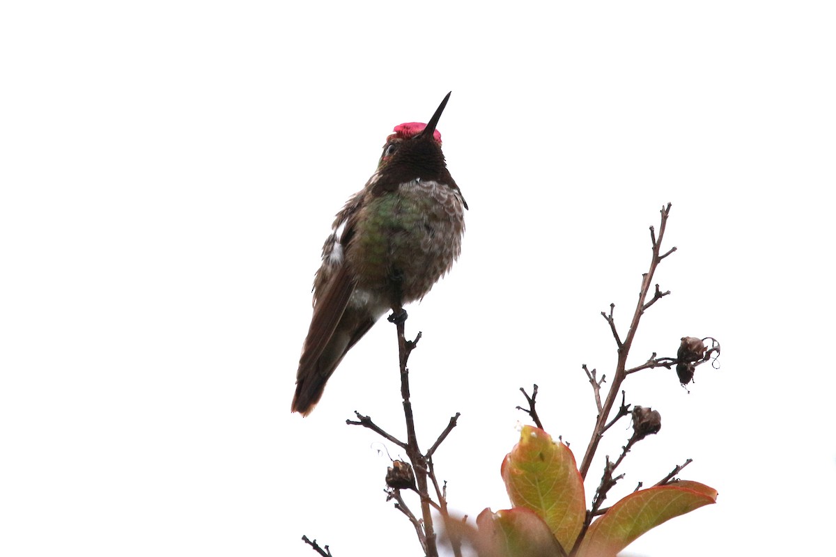 Anna's Hummingbird - ML620047950