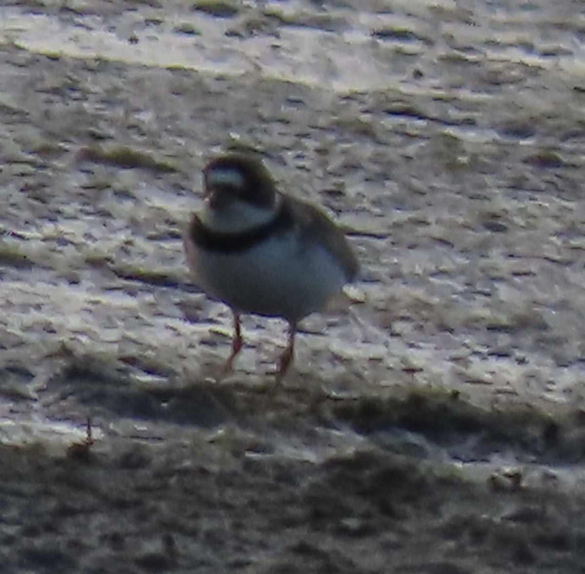 Semipalmated Plover - ML620047954