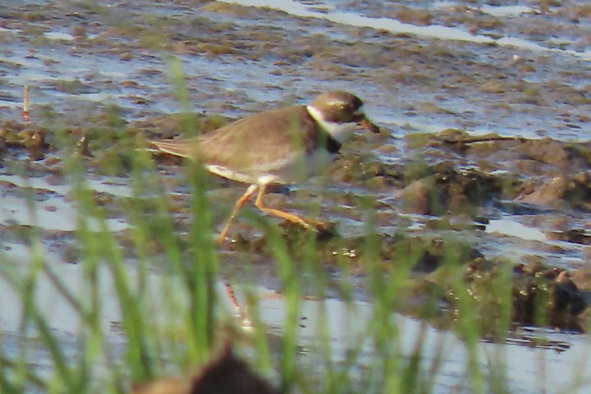 Semipalmated Plover - ML620047955