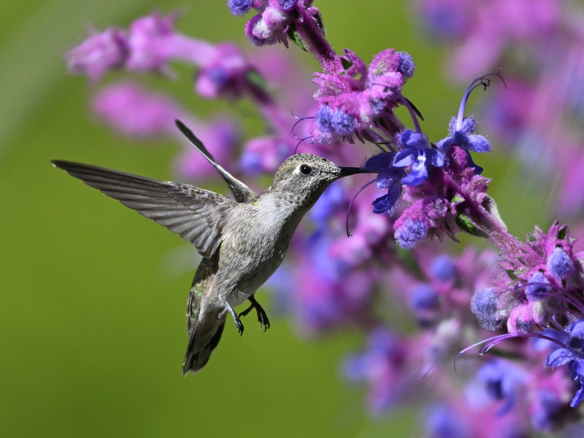 Anna's Hummingbird - ML620047961