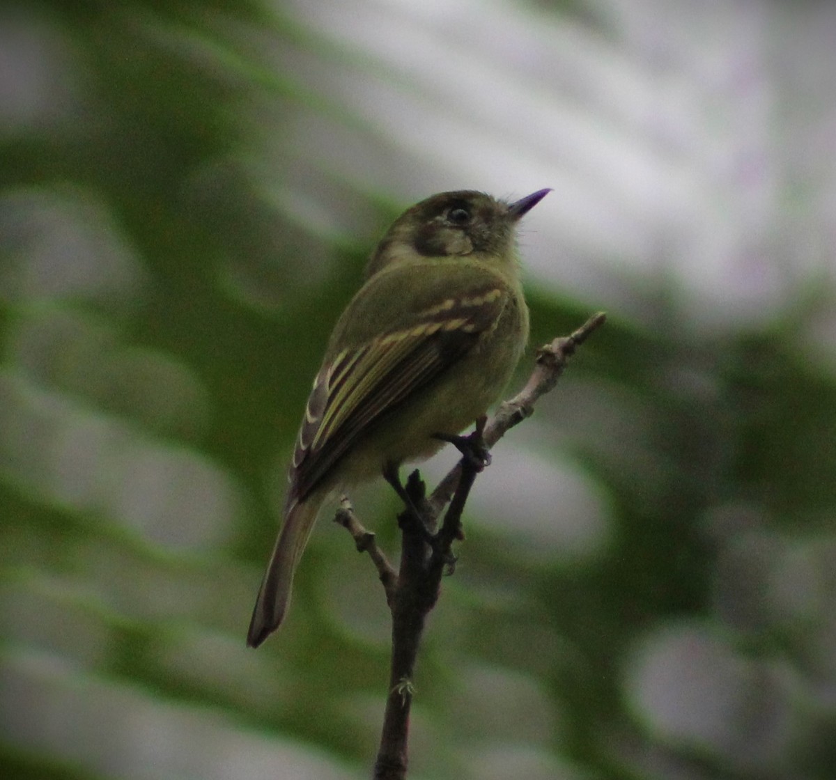 Sepia-capped Flycatcher - ML620047968
