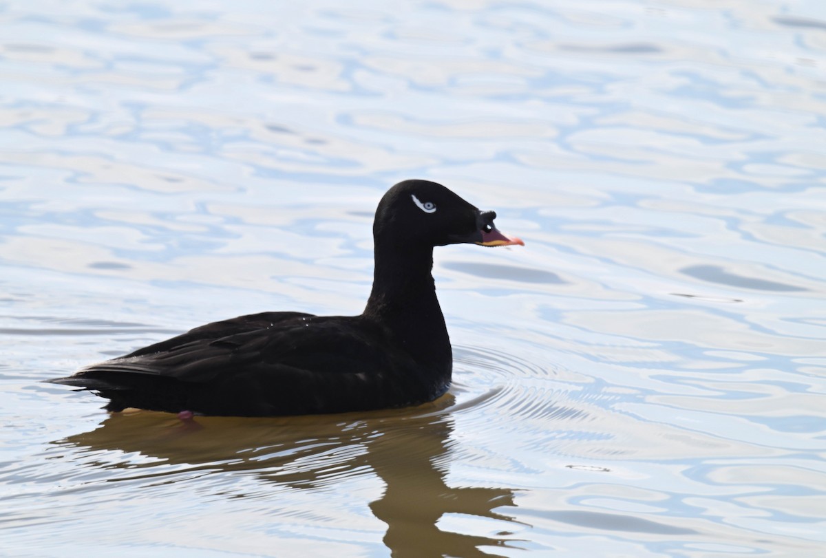 Stejneger's Scoter - ML620047983