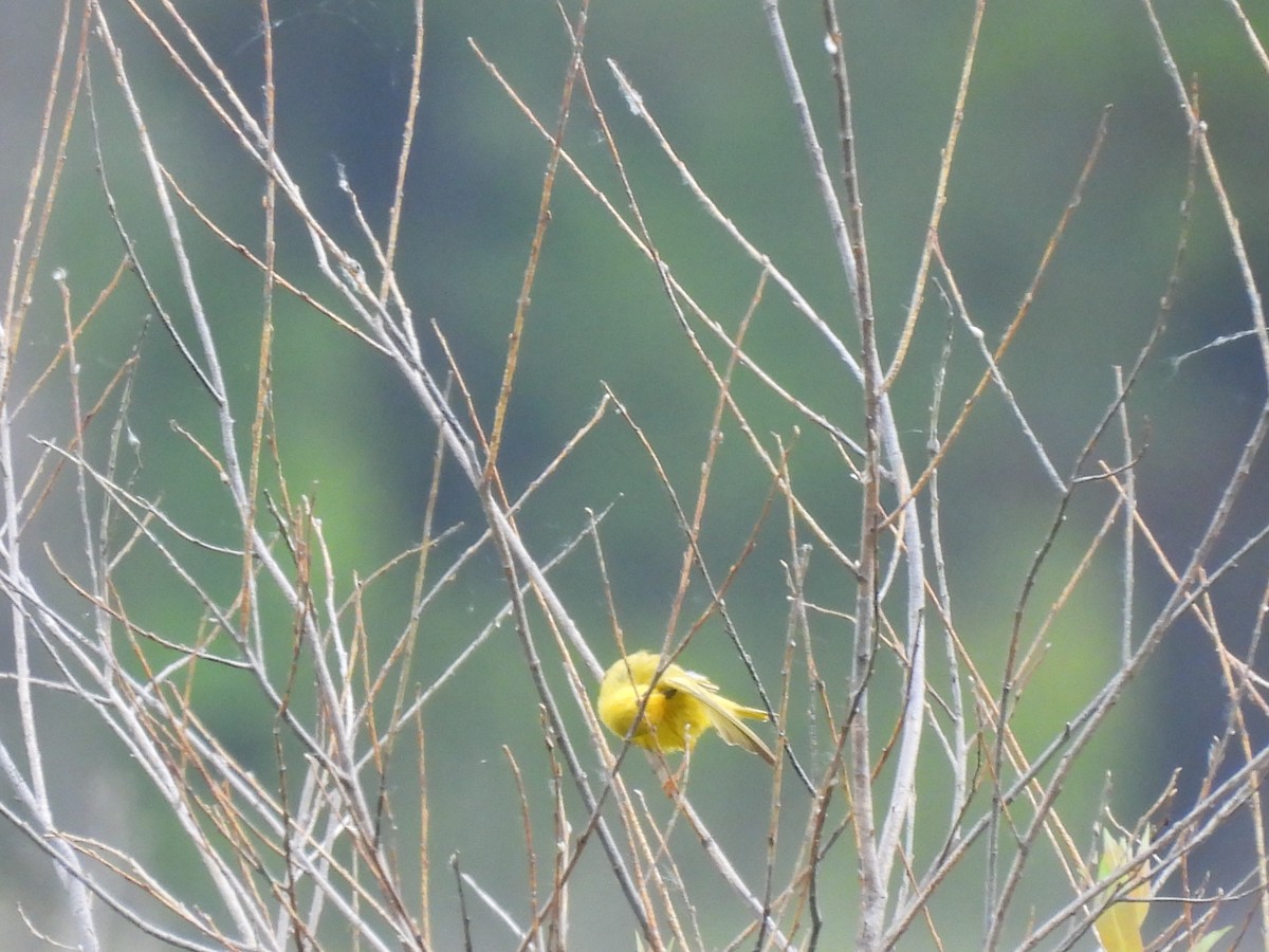 Yellow Warbler - ML620047991