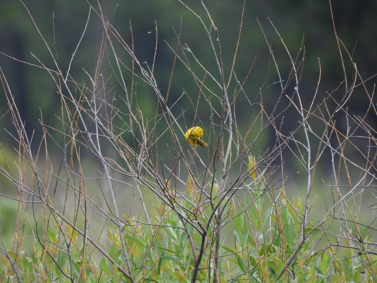 Yellow Warbler - ML620047993