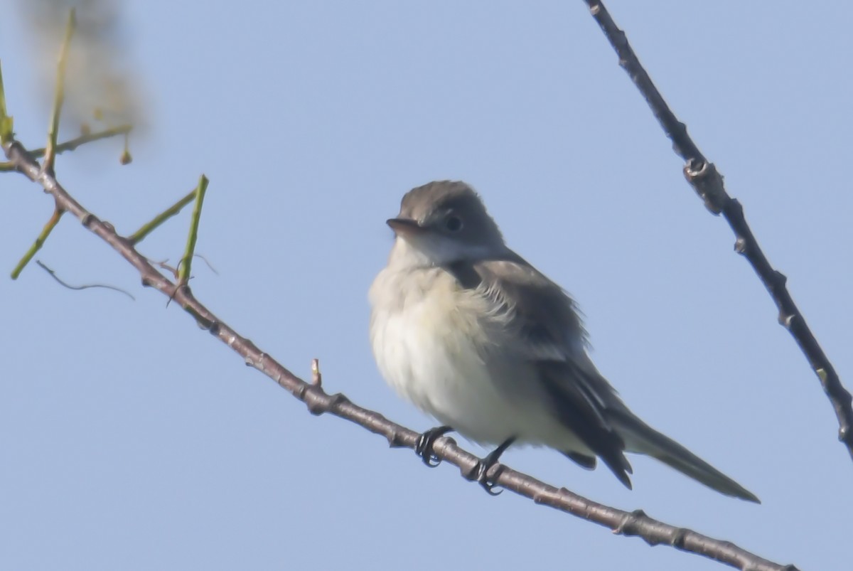 Willow Flycatcher - ML620047997