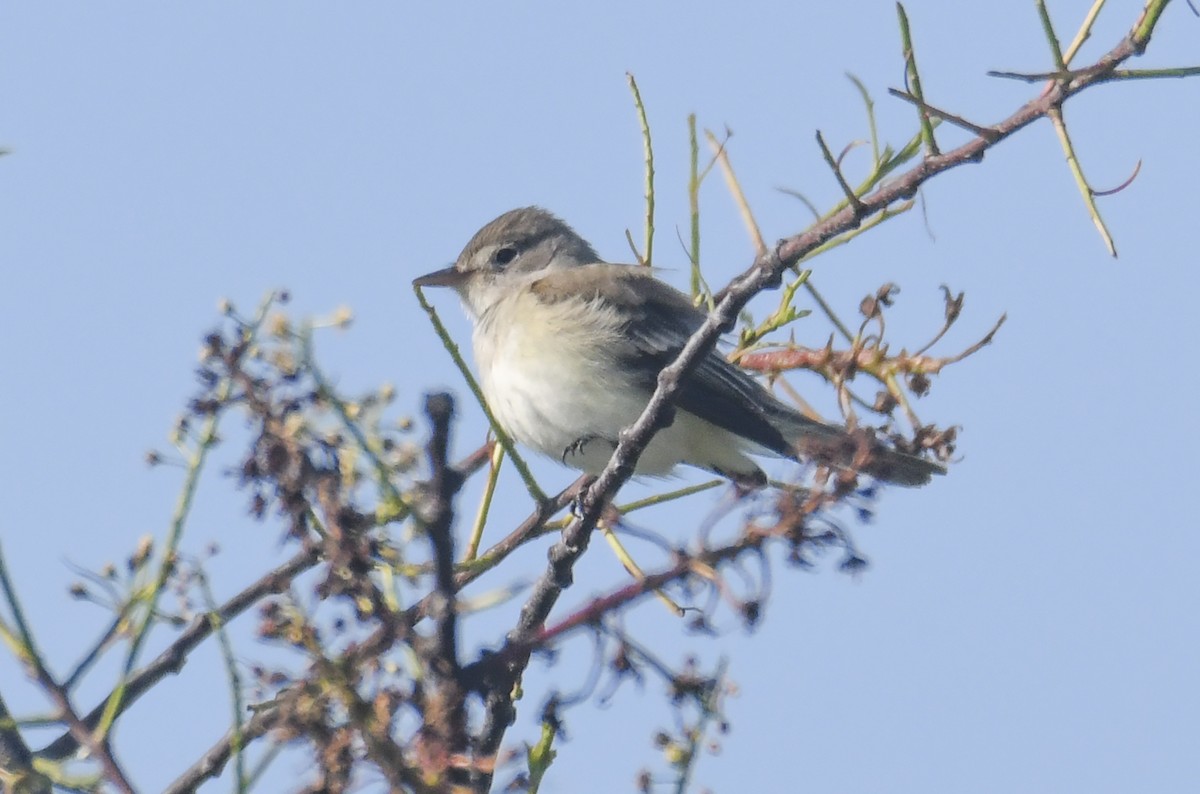 Willow Flycatcher - ML620047998